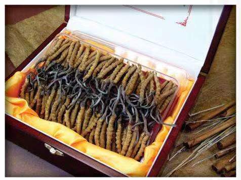 舒兰冬虫夏草回收